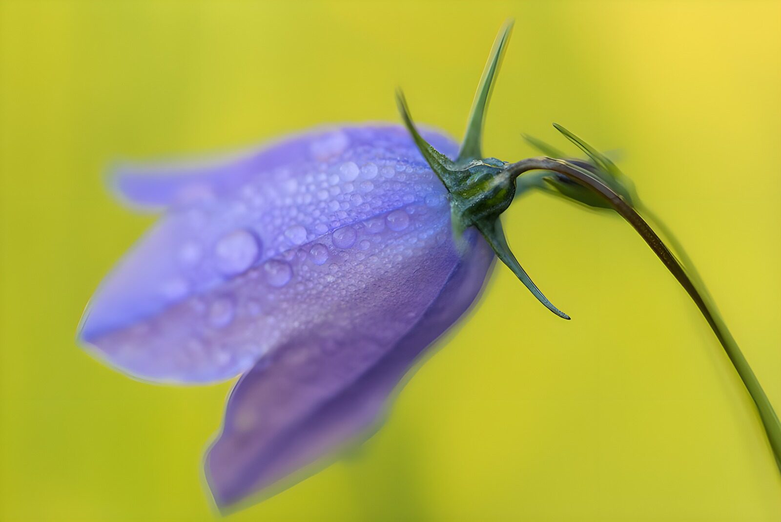 TPFR49777: Fleur violette avec gouttes de pluie