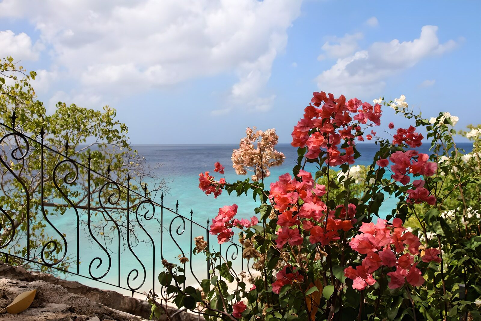TPFR14664: Vue fleurie sur la mer des Caraïbes