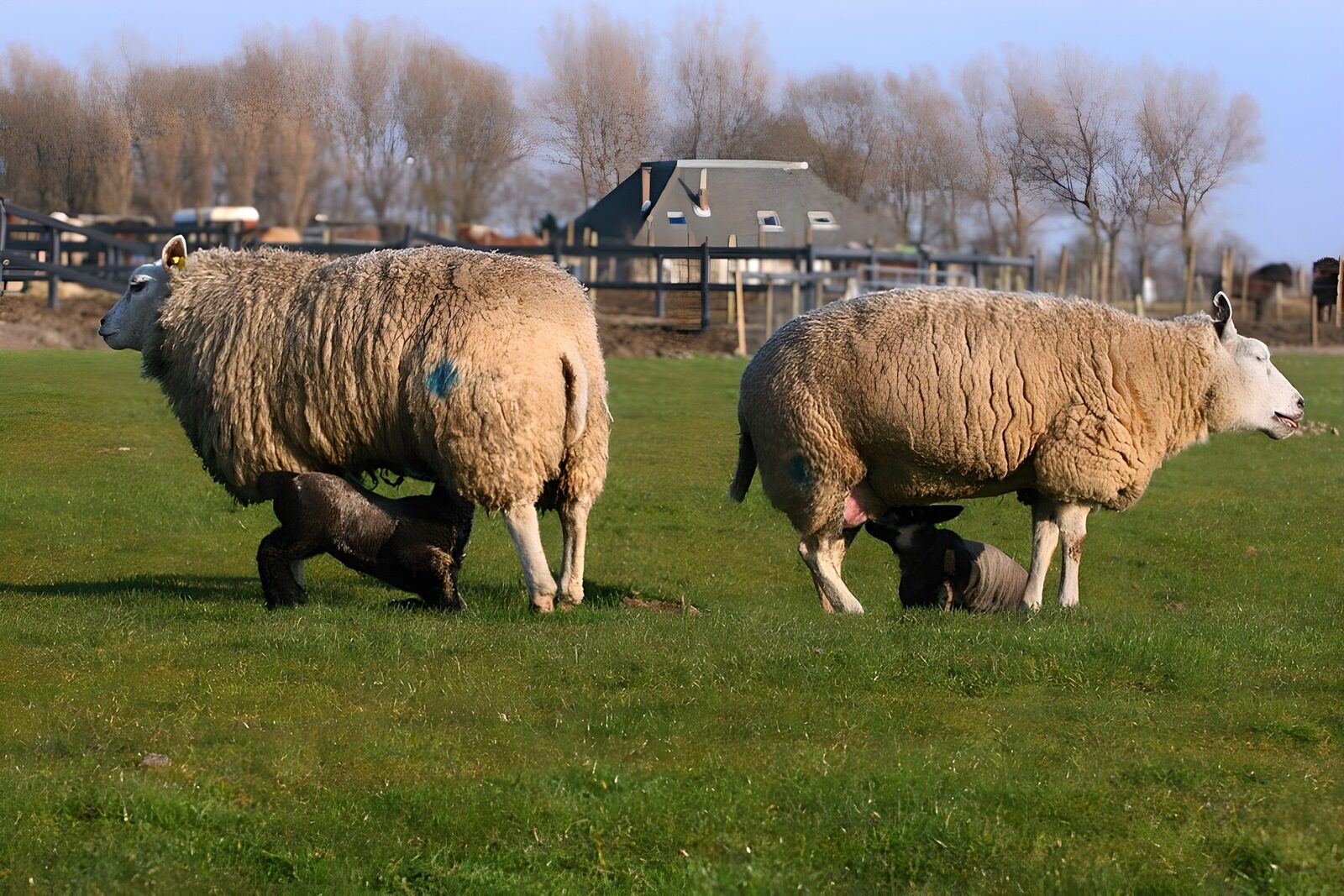 TPFR45334: Moutons dans un pré verdoyant