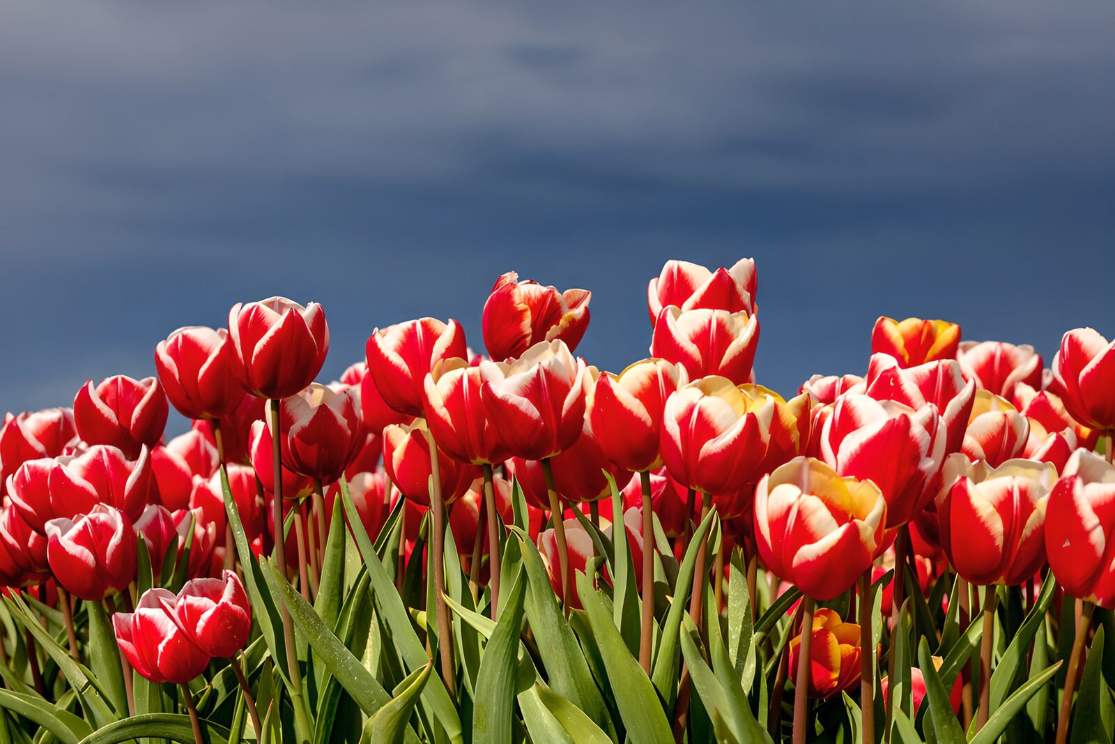 TPFR50361: Champs de tulipes rouges éclatantes