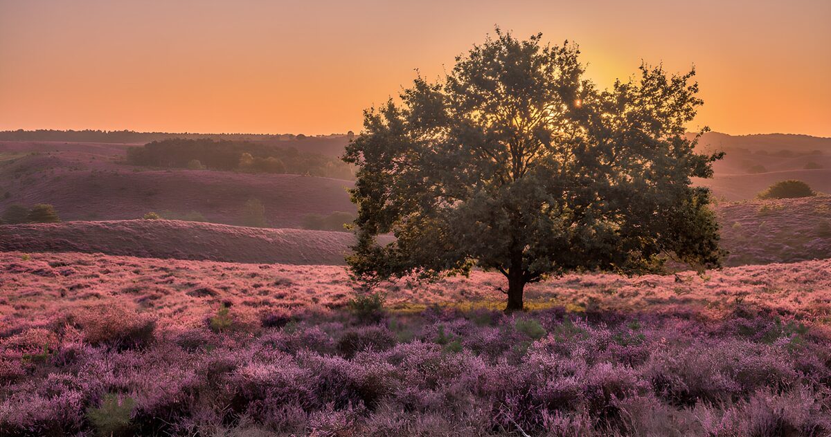 TPFR98326: Champ de bruyère au coucher de soleil