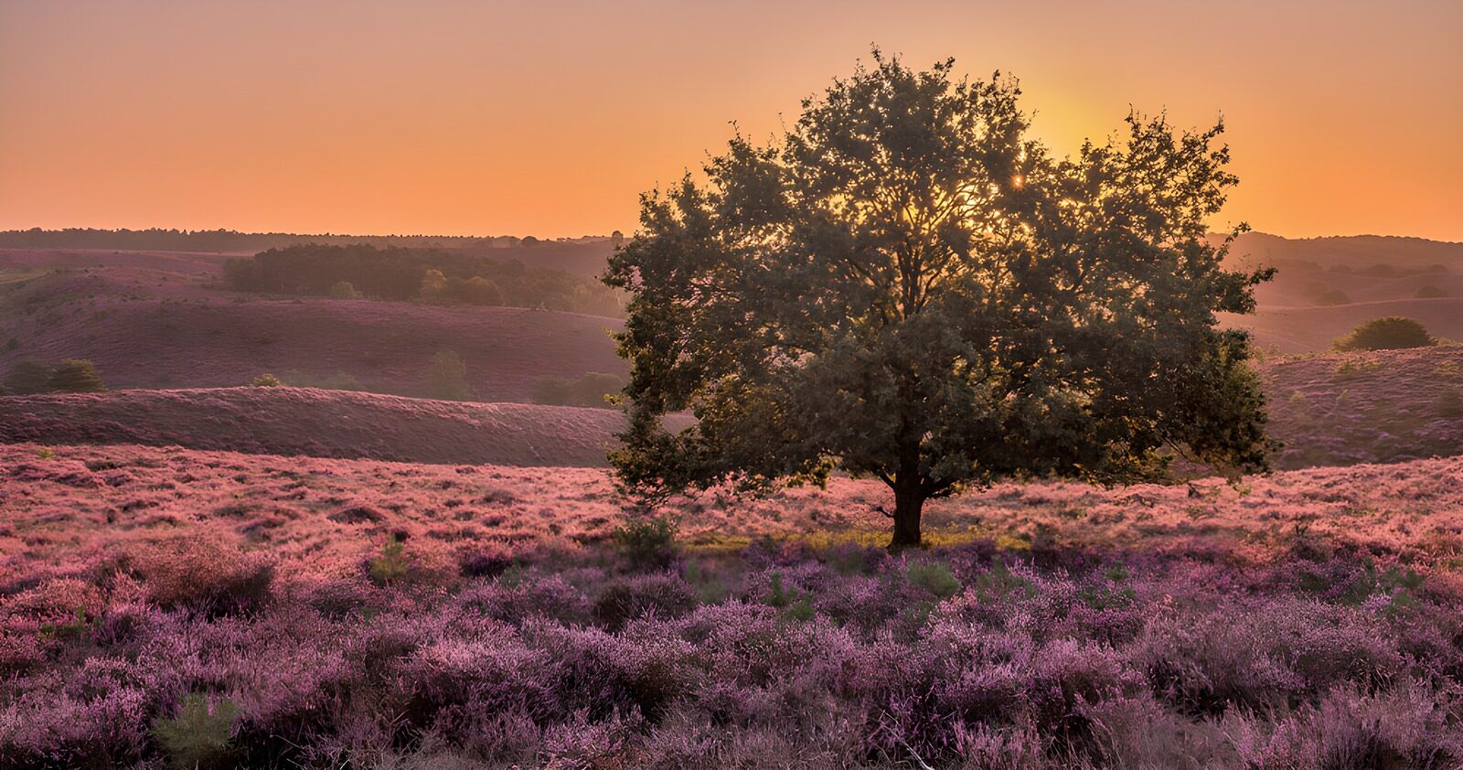 TPFR98326: Champ de bruyère au coucher de soleil