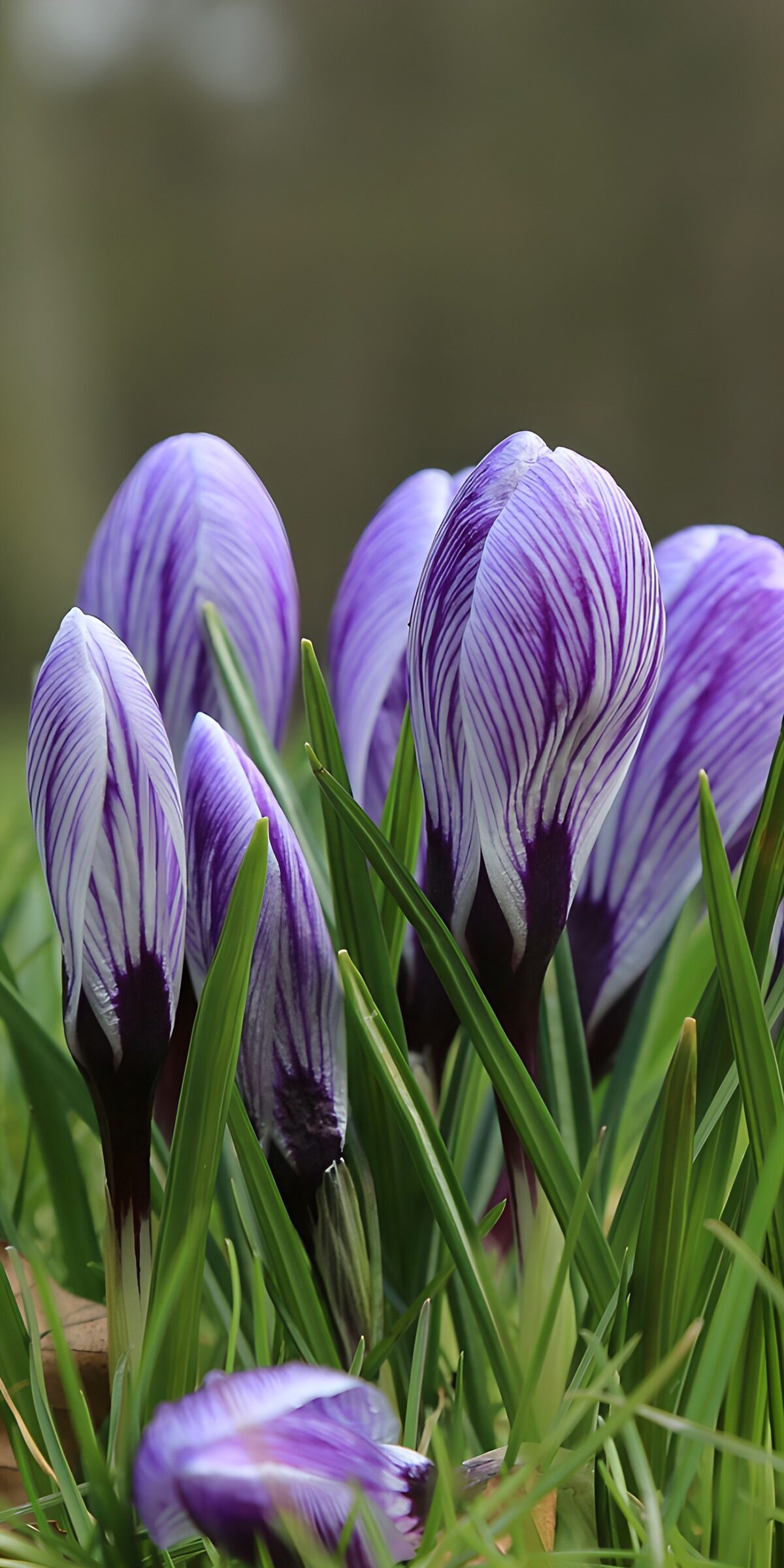 TPFR68133: Crocus violet en pleine floraison