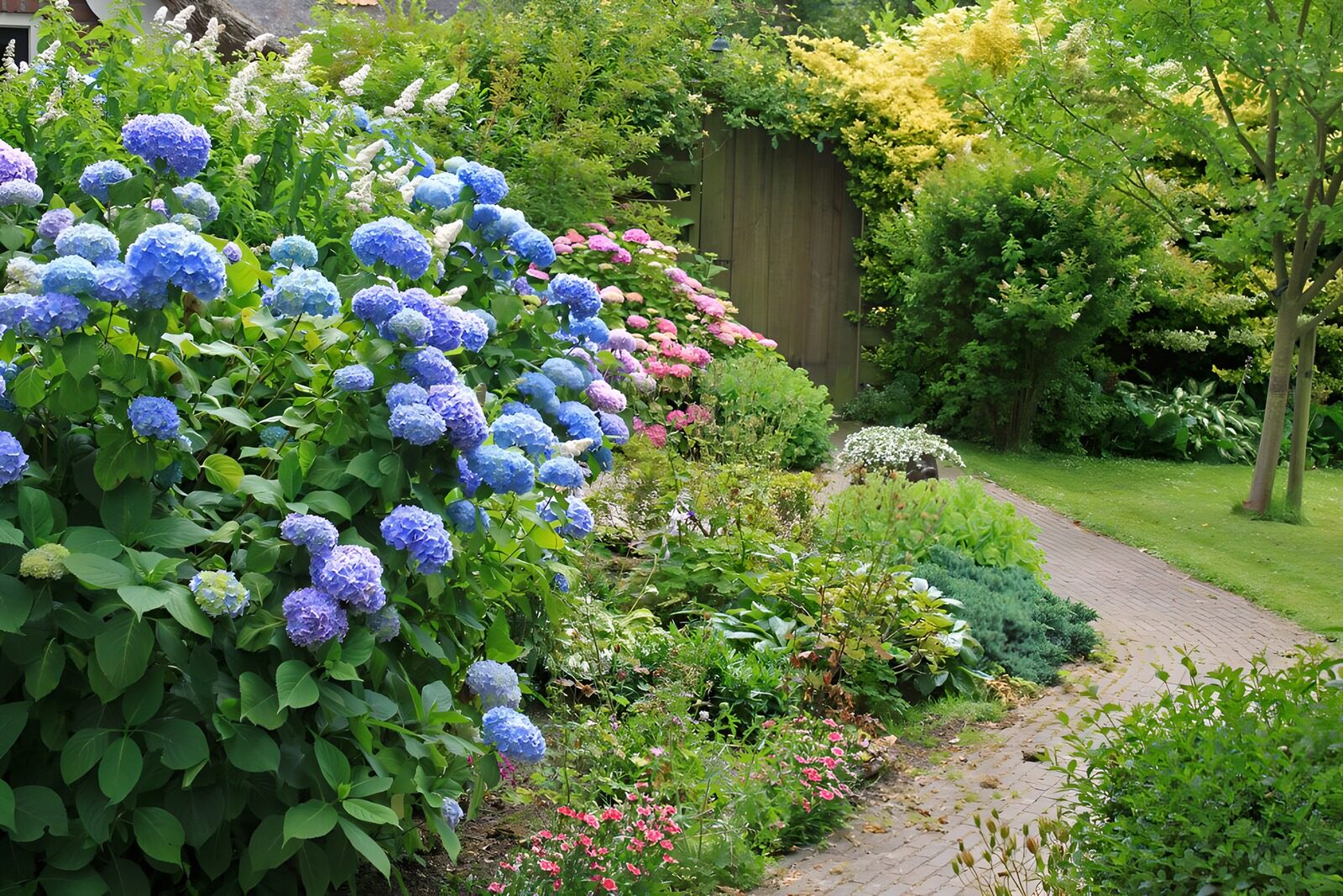TPFR89233: Jardin fleuri d'hortensias en été