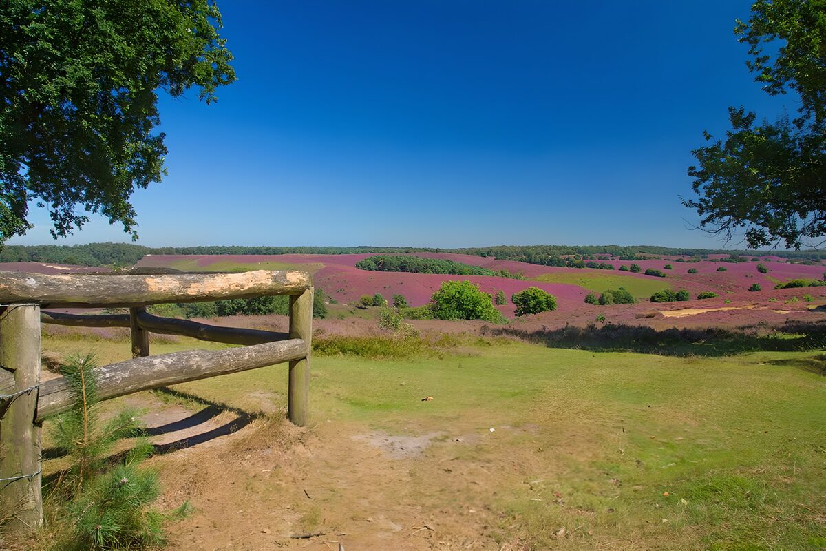 Paysage violet sous un ciel bleu