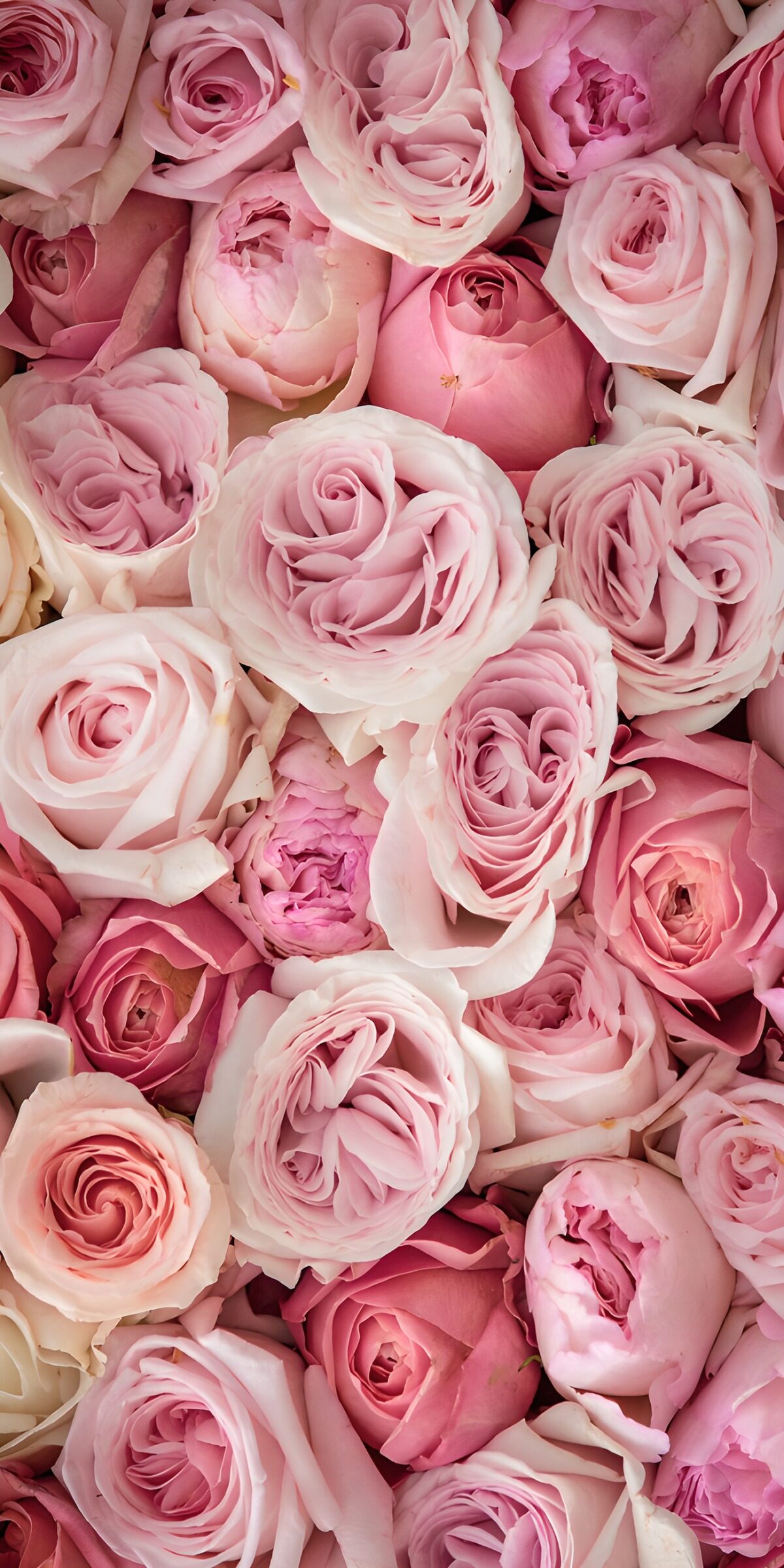TPFR84467: Roses délicates en nuances de rose
