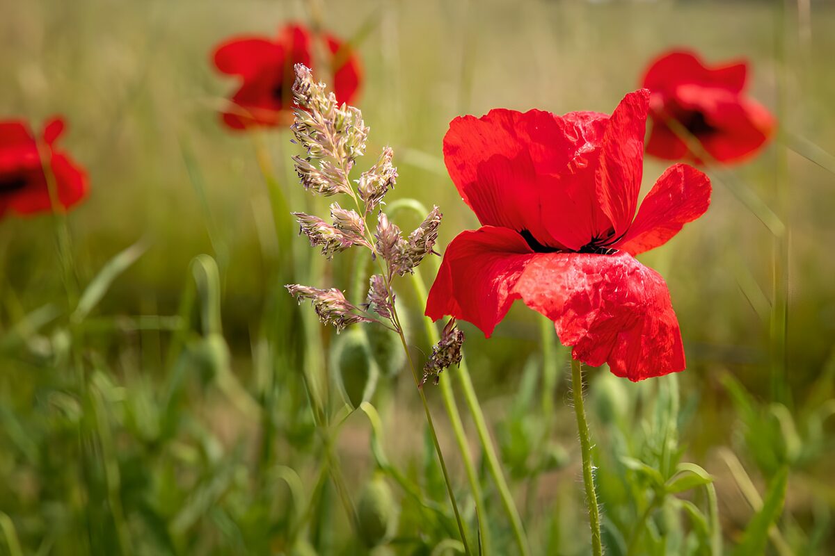 TPFR34042: Coquelicots dans un champ verdoyant