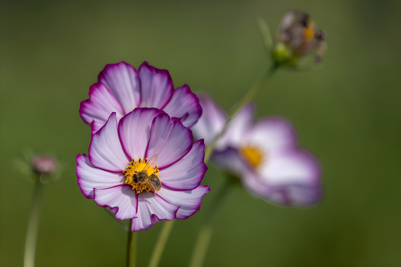 TPFR37454: Fleurs de cosmos et abeille