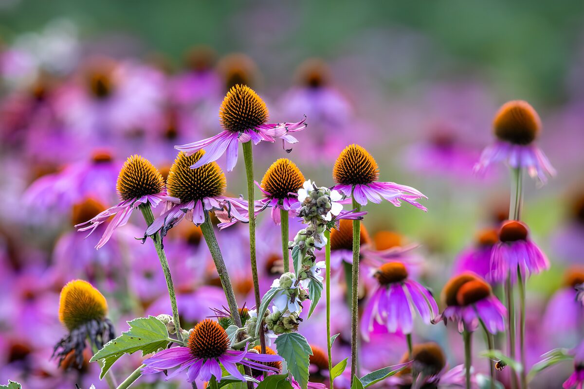 TPFR91381: Fleurs violettes et jaunes en fleurs