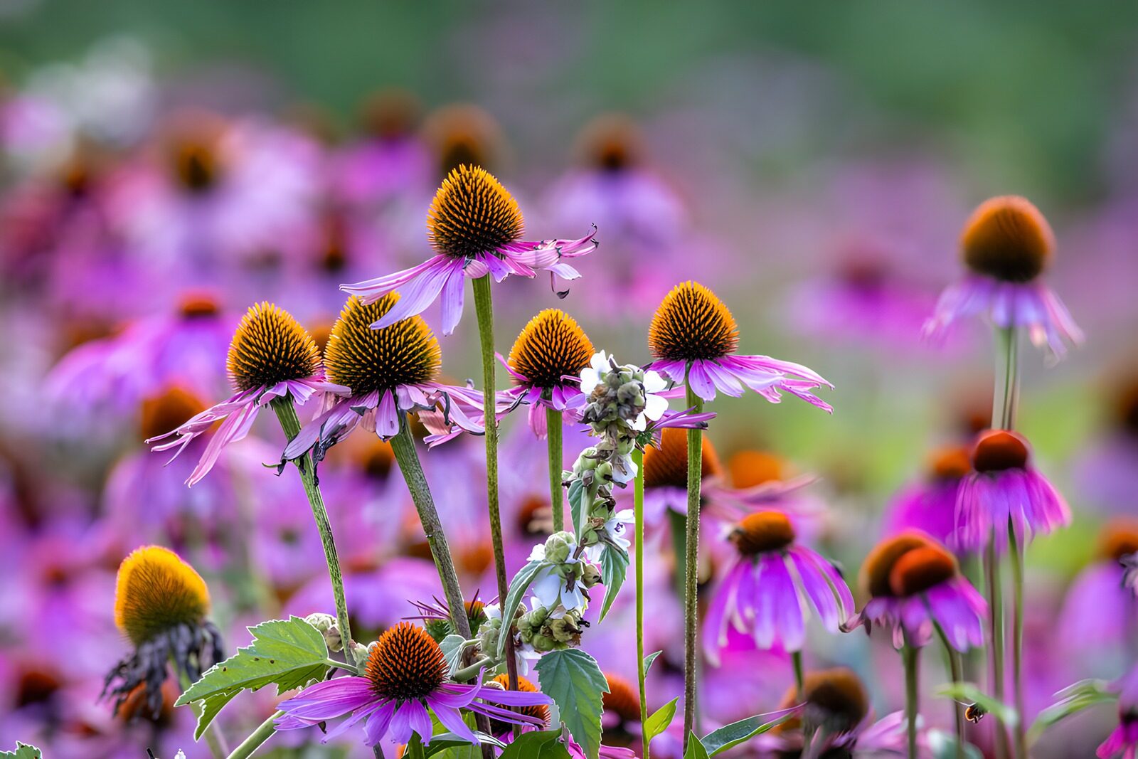 TPFR91381: Fleurs violettes et jaunes en fleurs