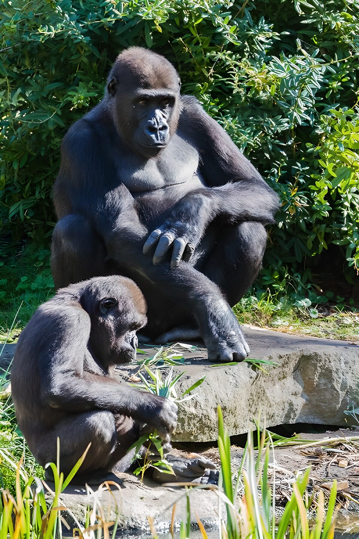 Mère et petit gorille en plein air