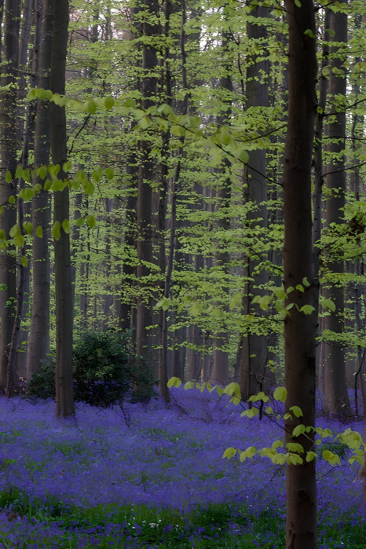 TPFR19290: Forêt enchantée au printemps