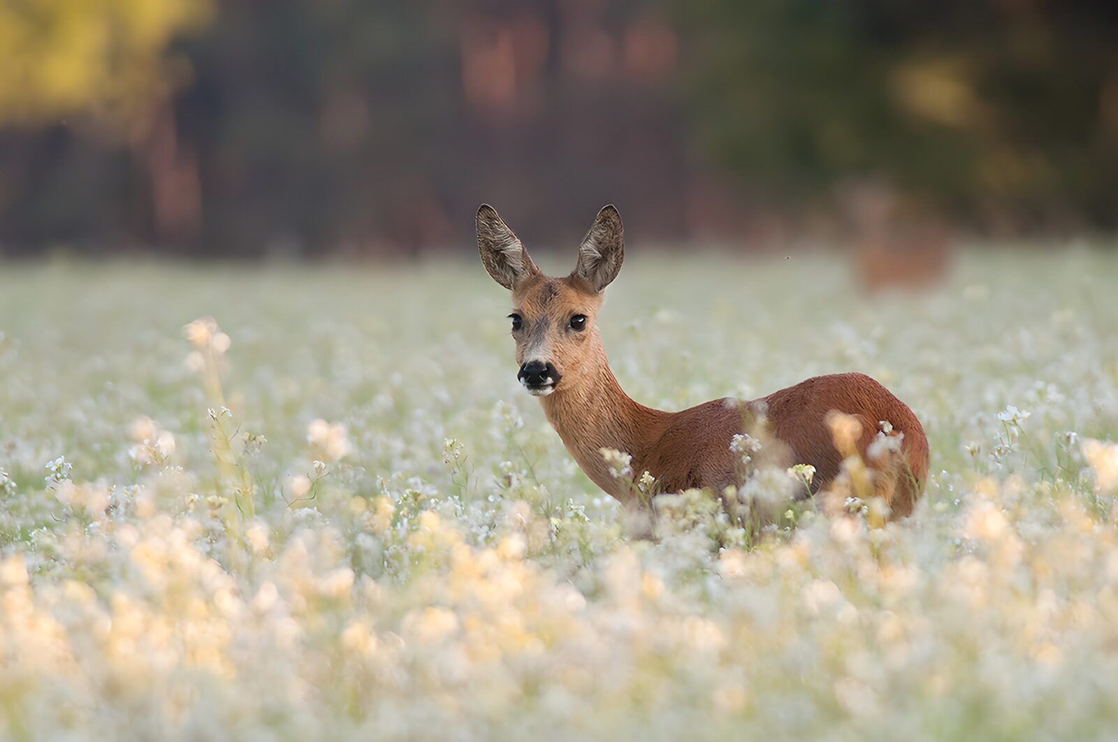TPFR49138: Un chevreuil parmi les fleurs