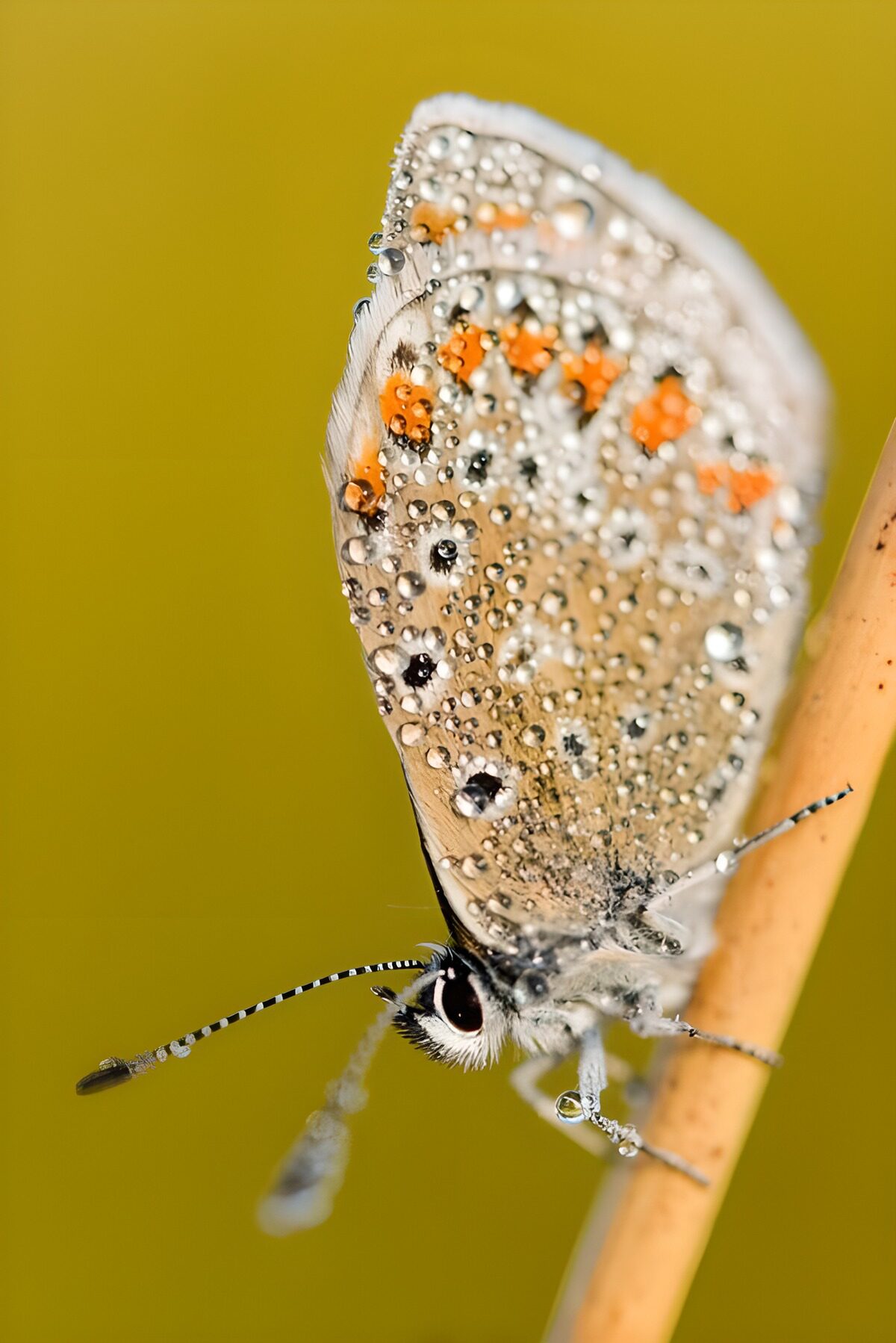 TPFR50580: Papillon délicat sur une tige