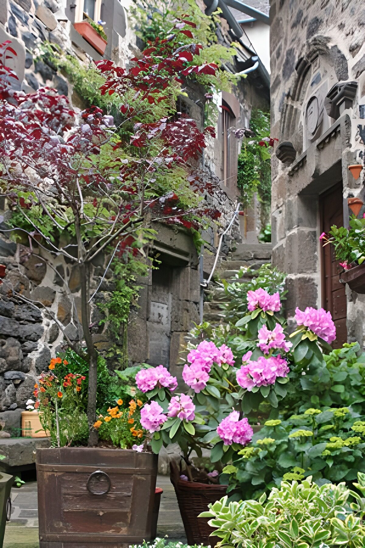 Vieux pots de fleurs avec arbustes et vieille maison