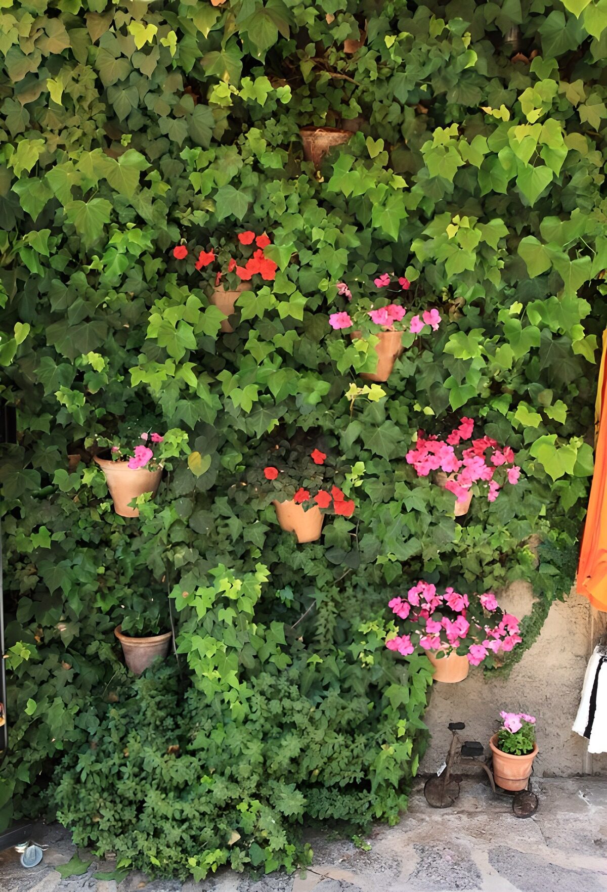 TPFR43400: Mur de fleurs colorées et de verdure