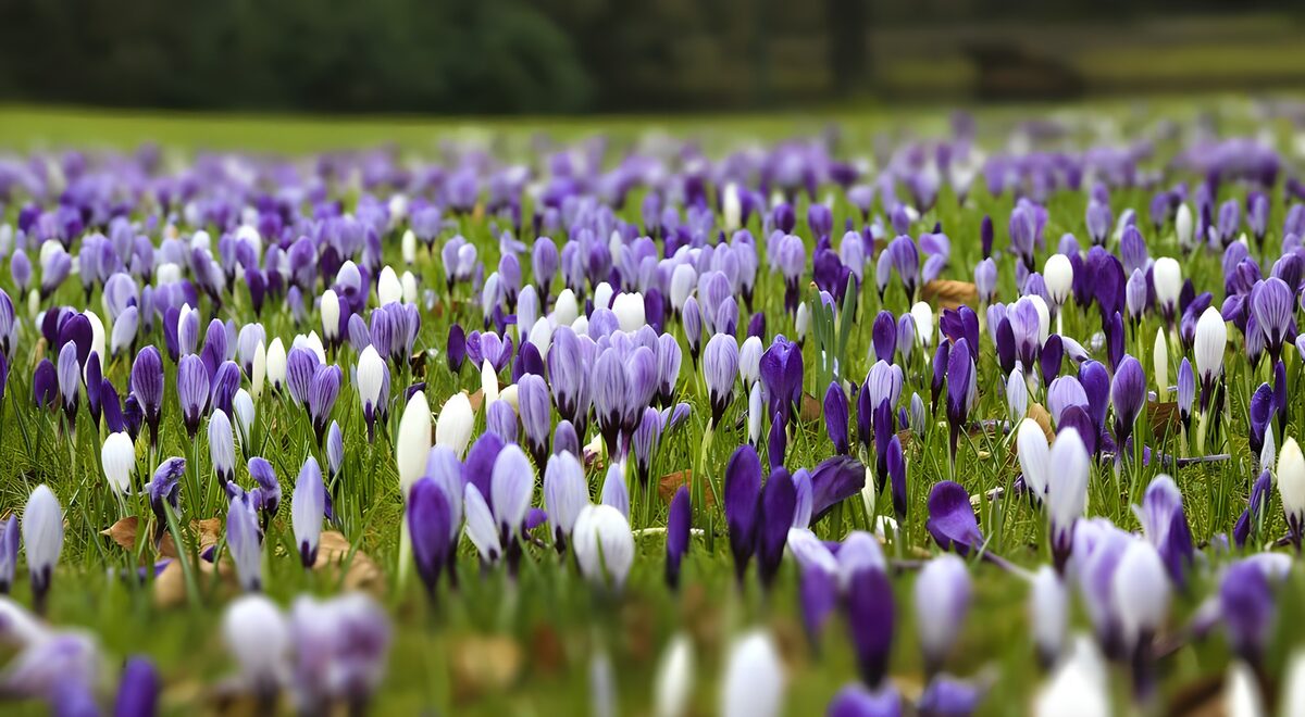 : Champ de crocus en fleurs colorées