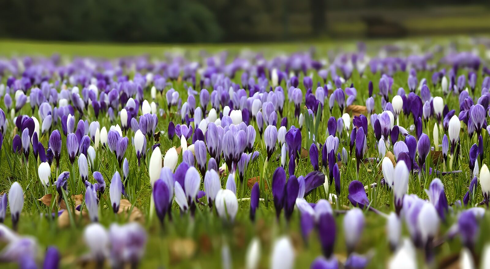 TPFR84381: : Champ de crocus en fleurs colorées