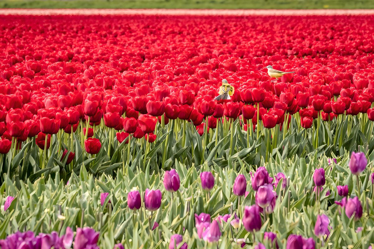 TPFR57549: Champs de tulipes colorées