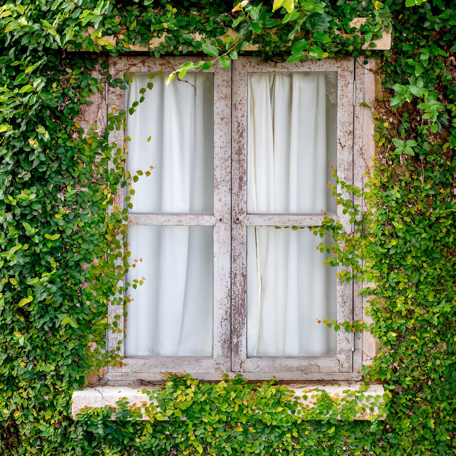 TPFR48755: Fenêtre entourée de verdure paisible