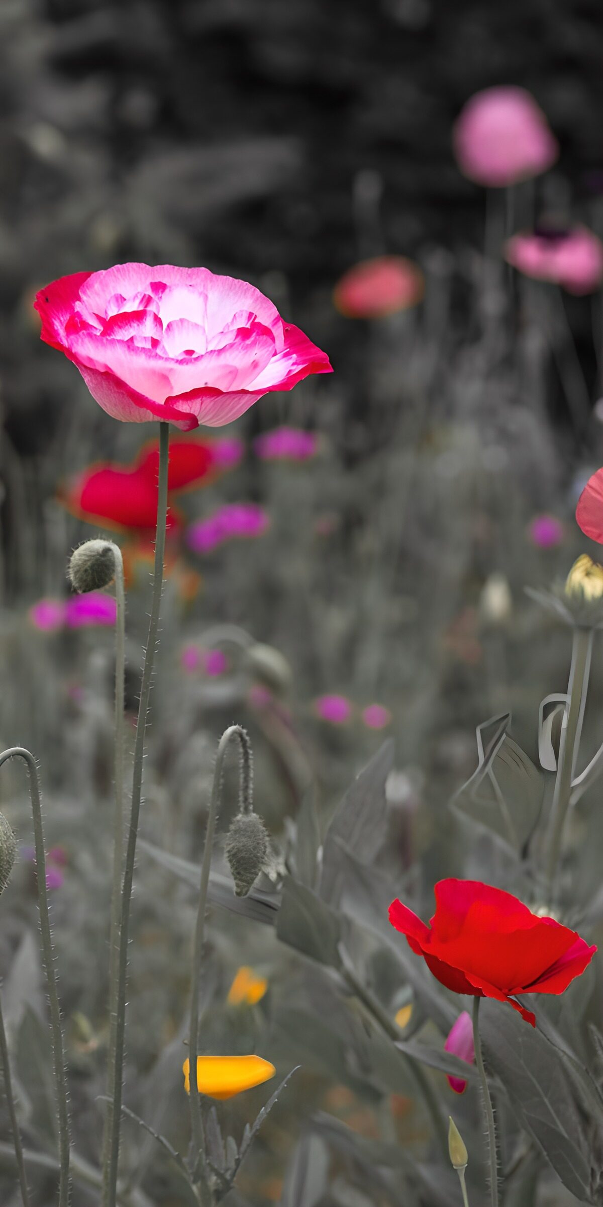 TPFR21978: Fleurs éclatantes dans un jardin éthéré