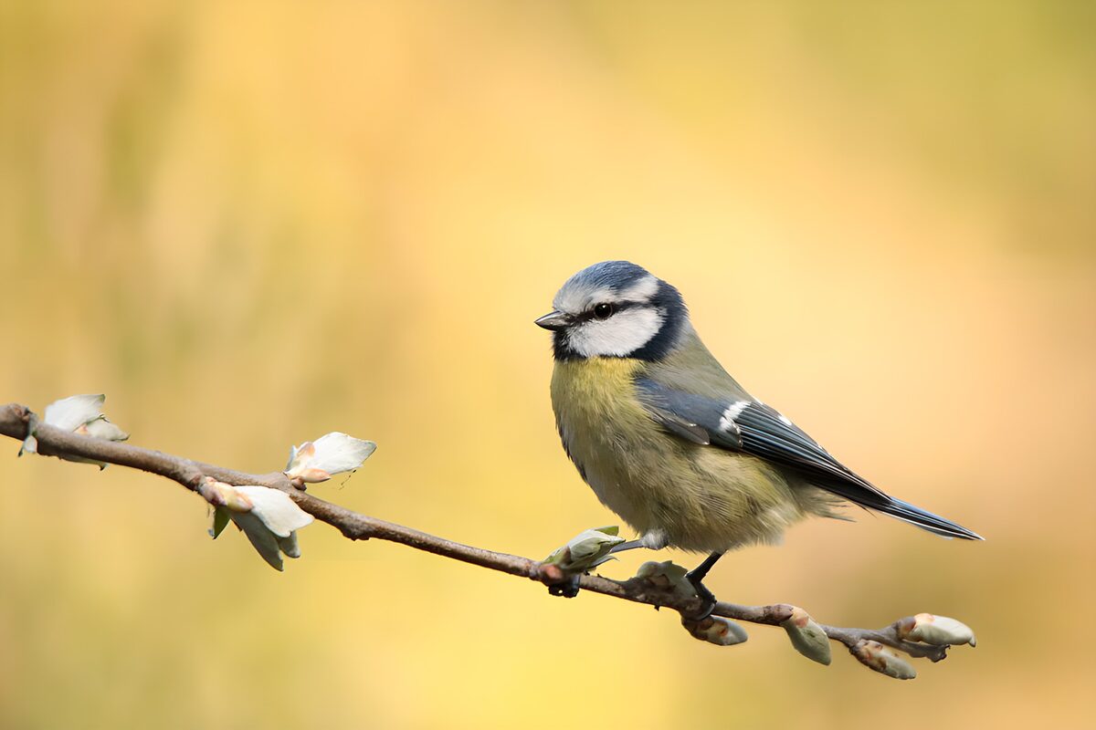 TPFR25326: Mésange bleue perchée