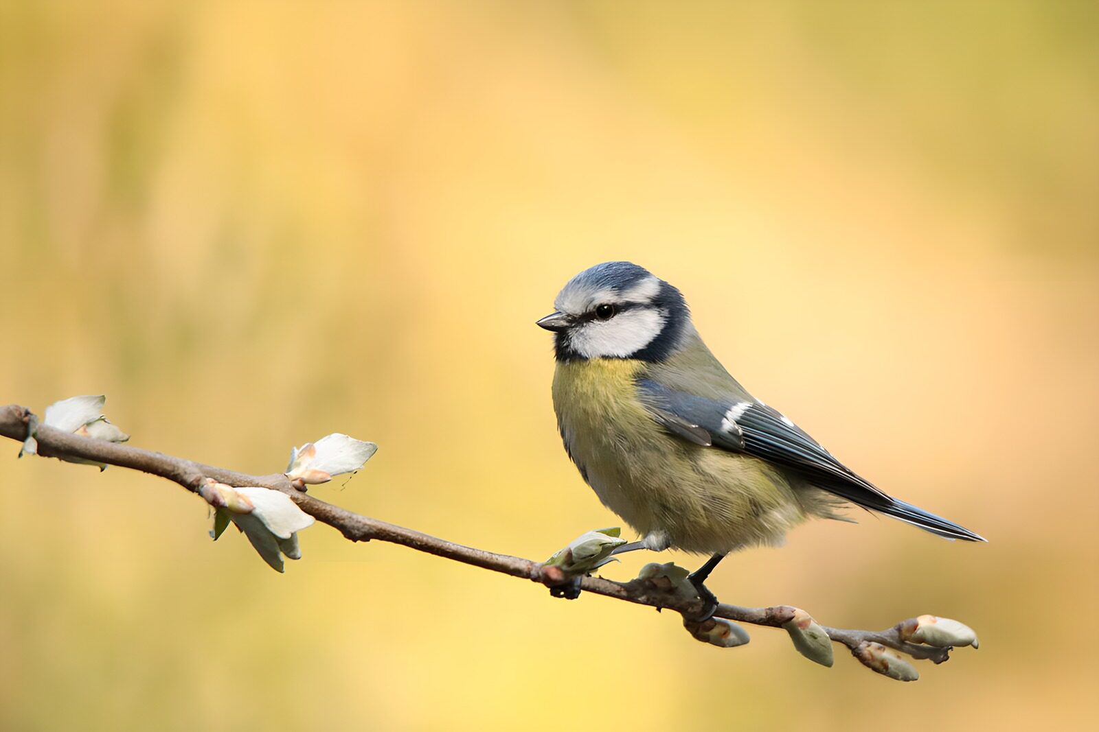 TPFR25326: Mésange bleue perchée