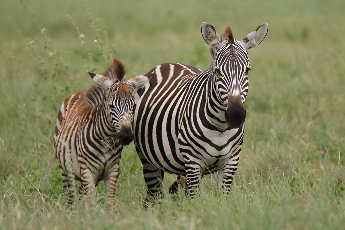 Maman zèbre et son bébé dans la savane