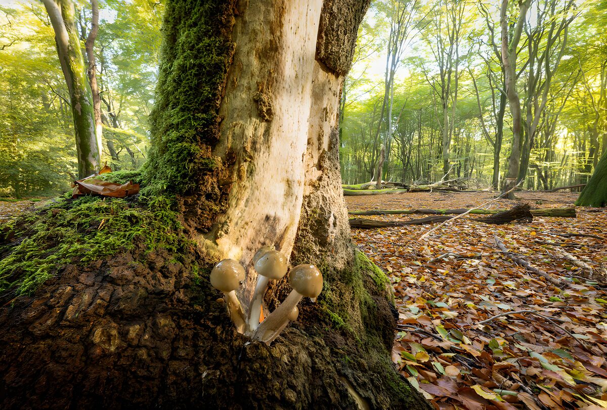 TPFR95411: Champignons dans la forêt verdoyante