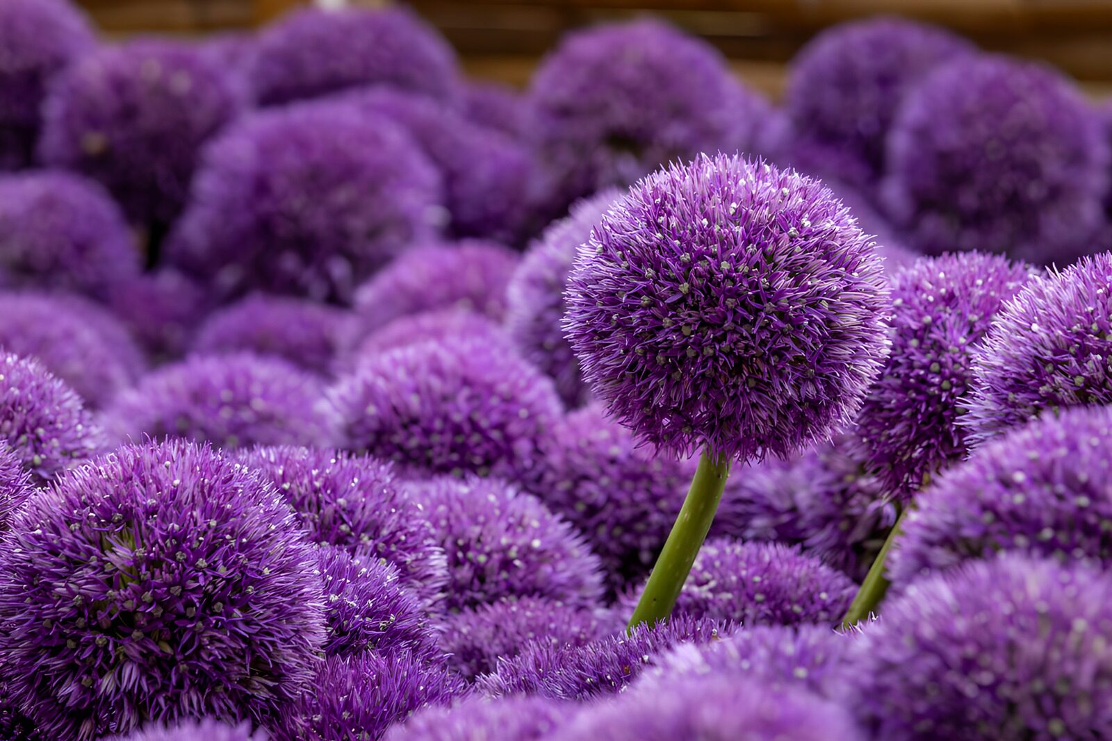 TPFR99302: Boules de fleurs violettes éclatantes