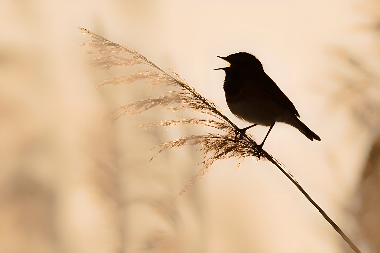 TPFR39807: Un oiseau chantant au crépuscule
