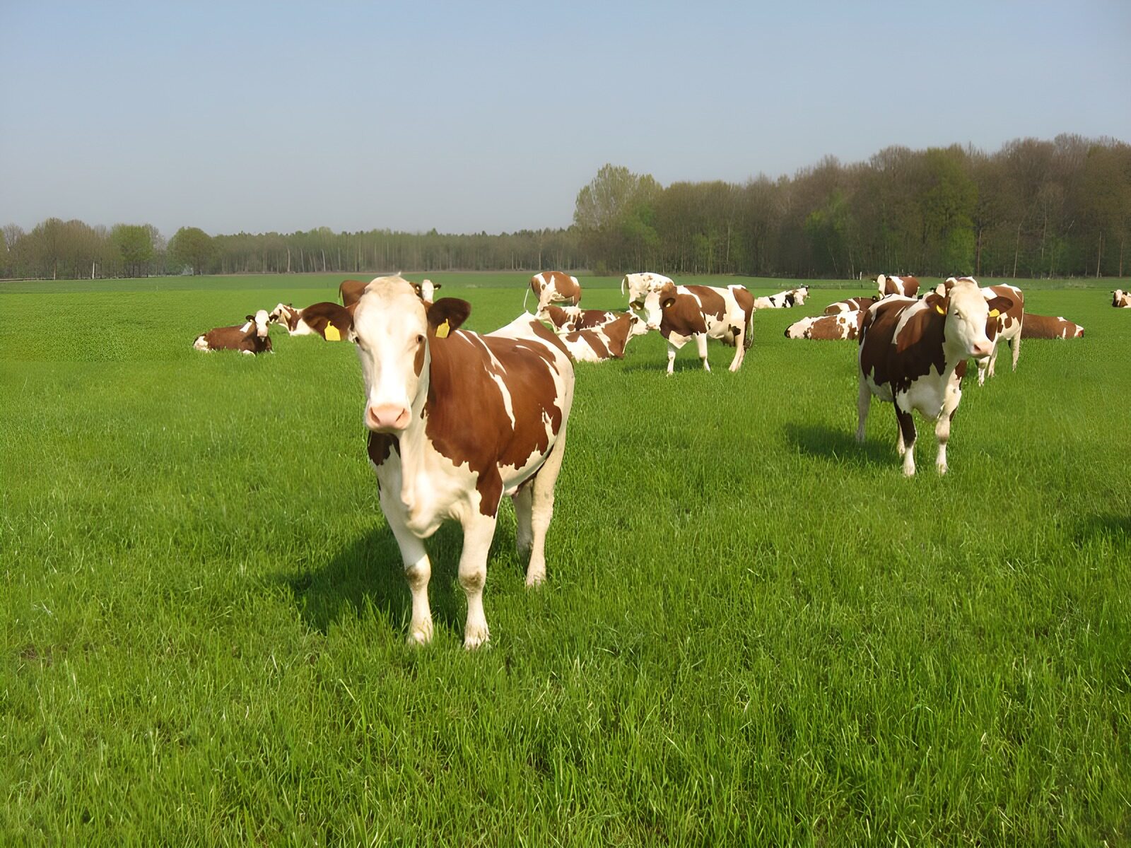 TPFR10454: Vaches 2