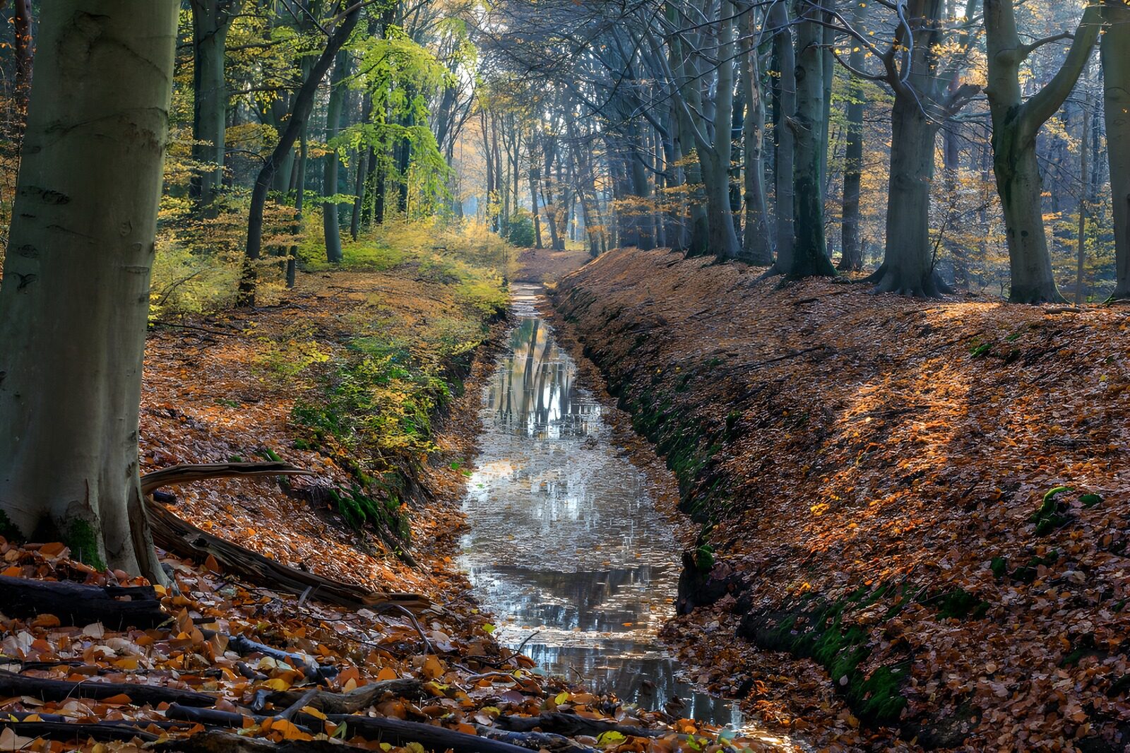 TPFR15312: Rivière paisible dans la forêt d'automne