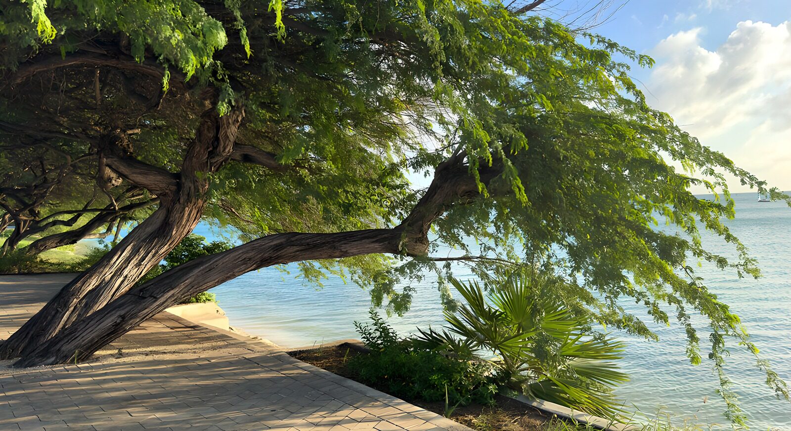 TPFR39156: Arbre majestueux au bord de l'eau