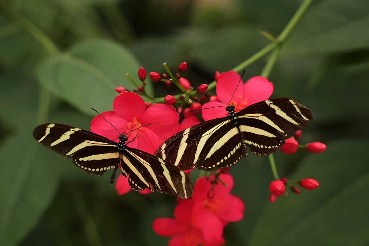 Papillons sur des fleurs roses éclatantes