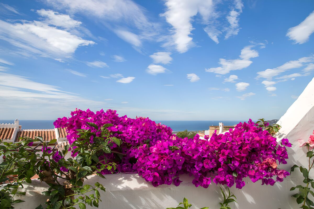 TPFR53576: Fleurs de bougainvillea sous un ciel bleu