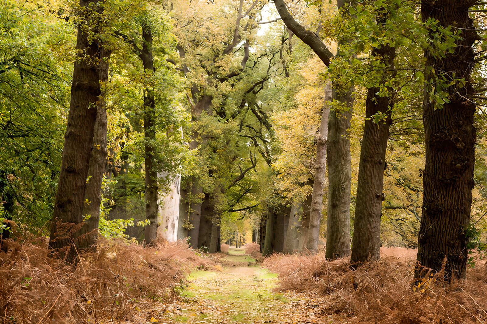 TPFR70443: Chemin forestier paisible en automne