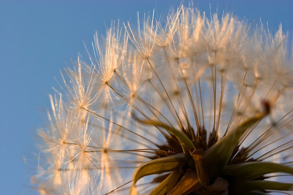 : Fleur de pissenlit sous le ciel bleu
