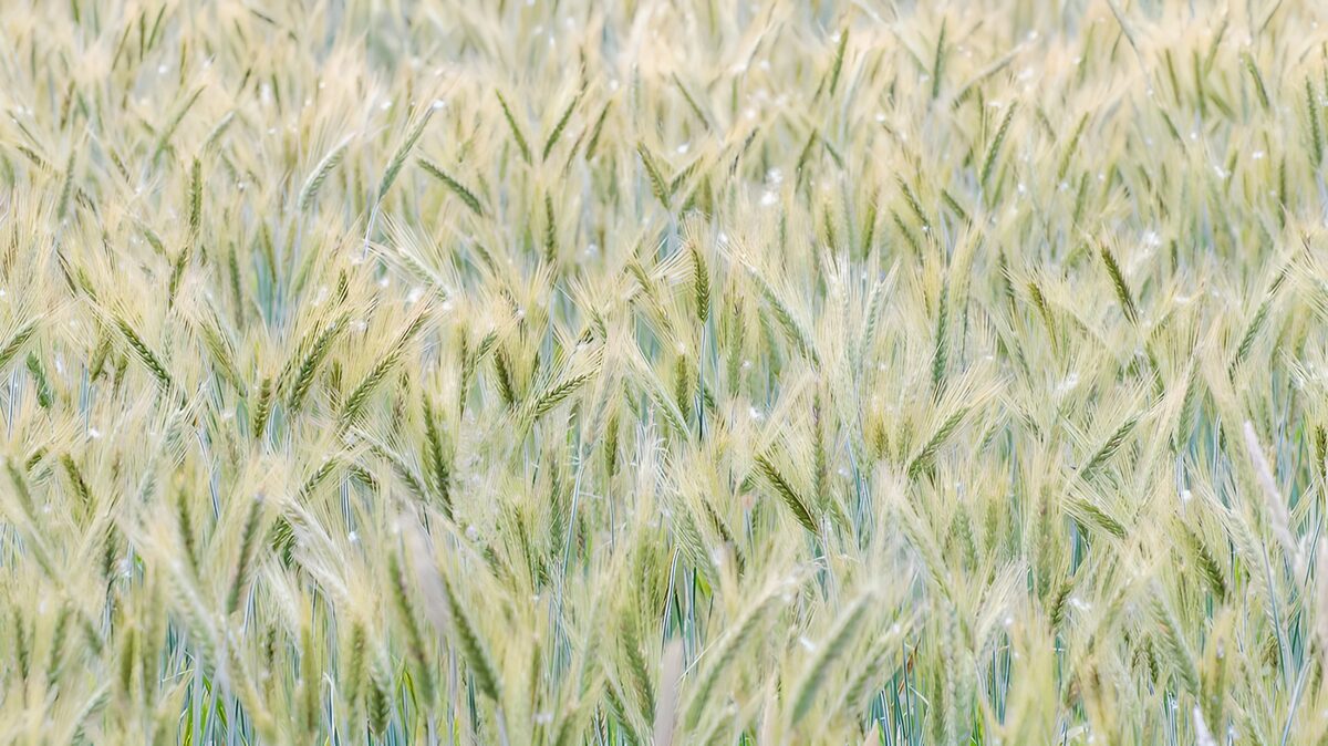 TPFR95871: Champ de blé doré sous la rosée