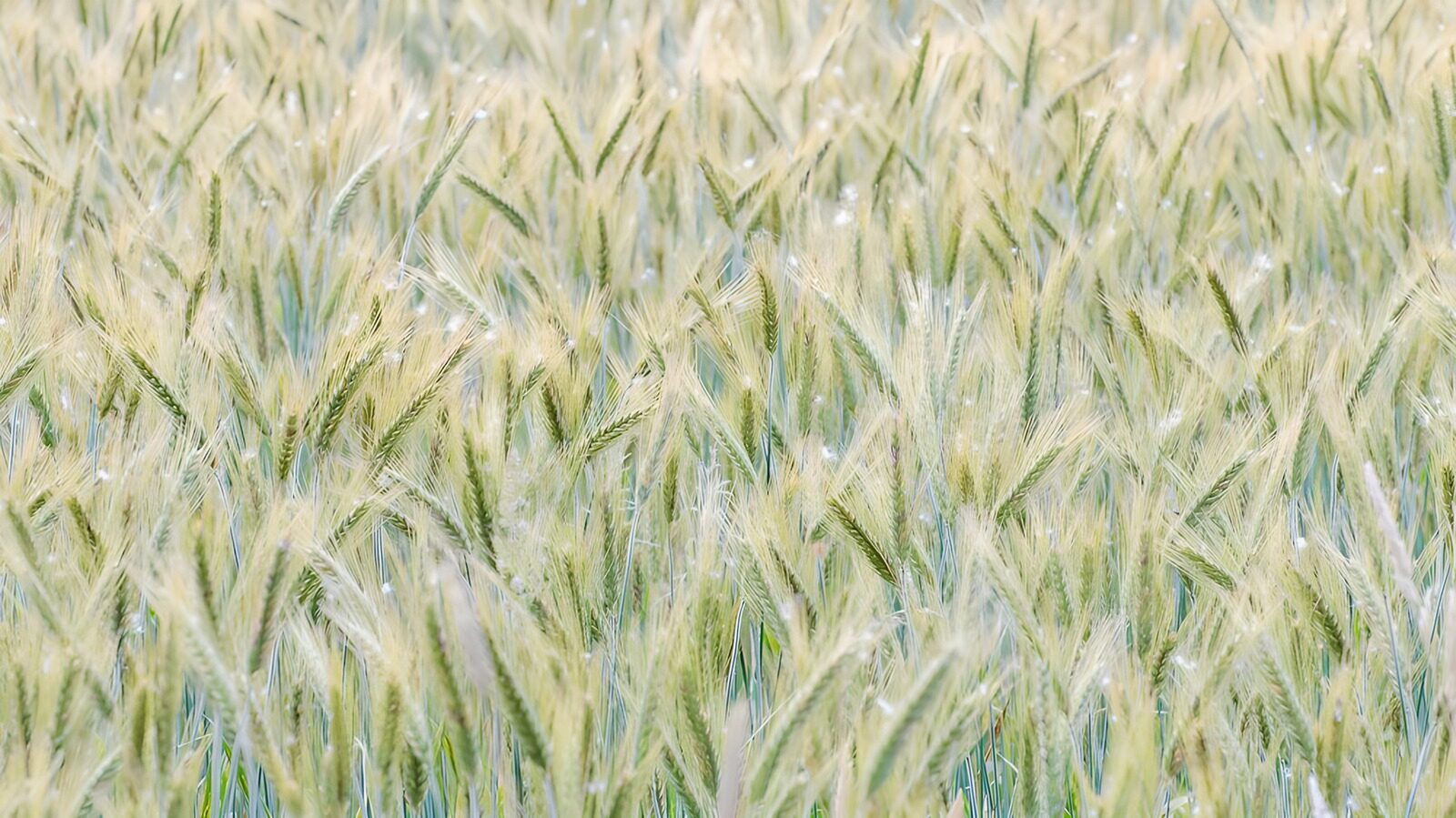 TPFR95871: Champ de blé doré sous la rosée