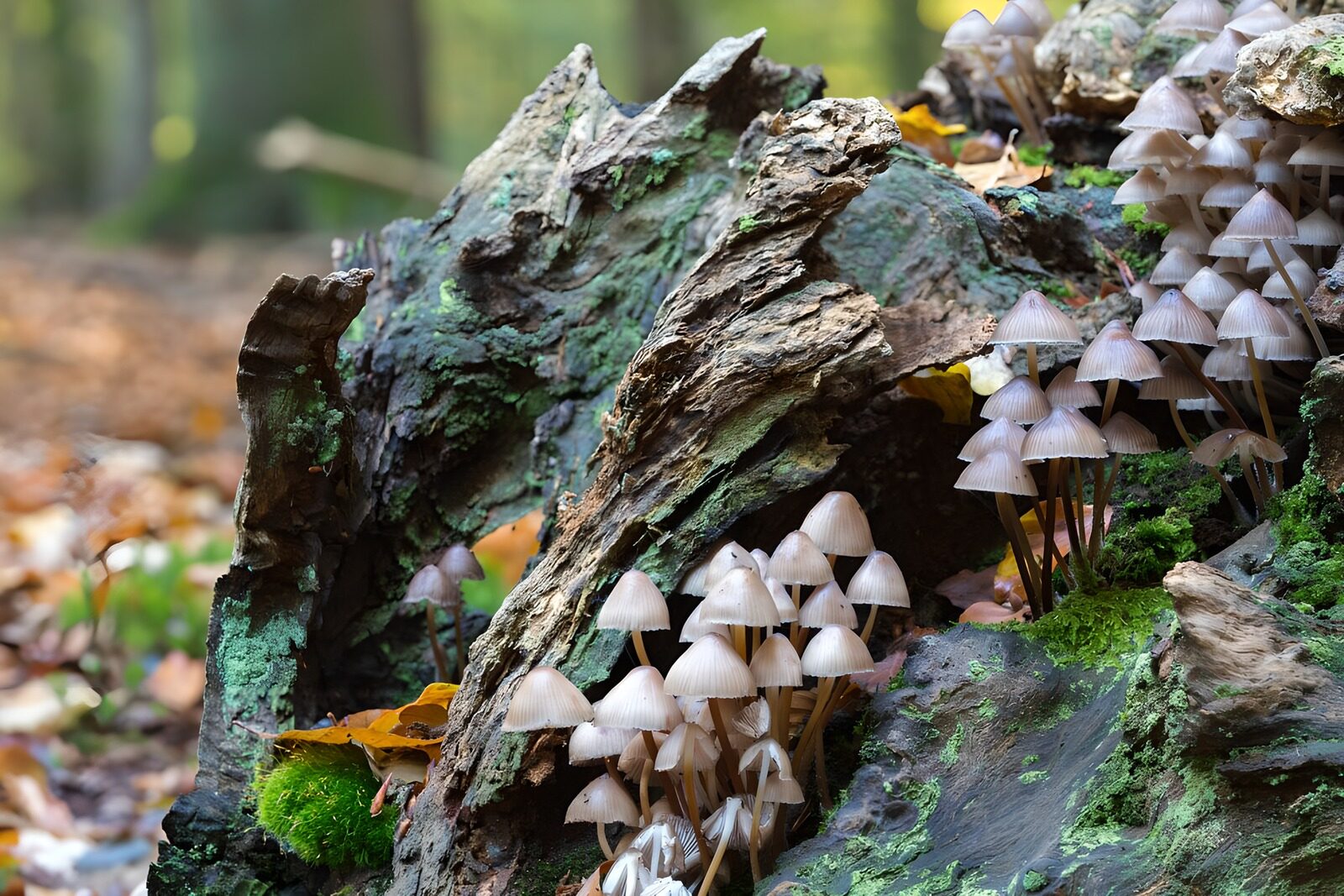 TPFR31092: Champignons sur un tronc d'arbre