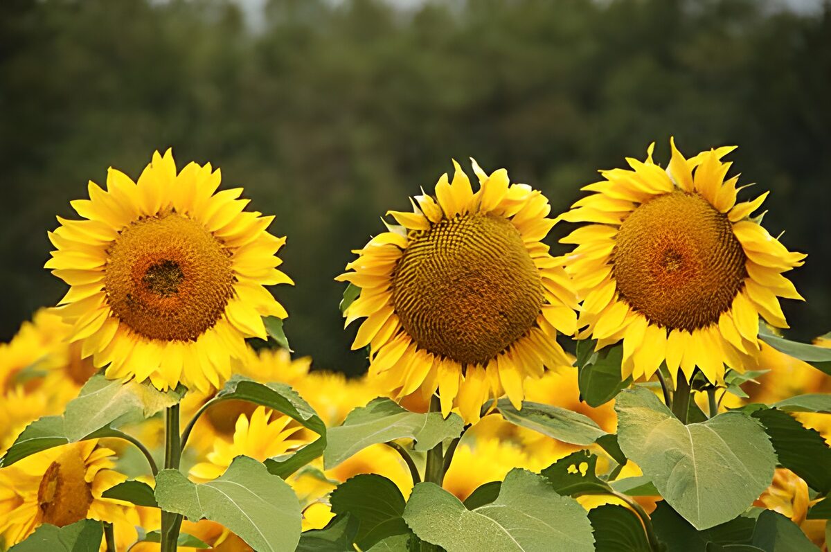 Alignement de tournesols avec verdure et bois en arrière-plan