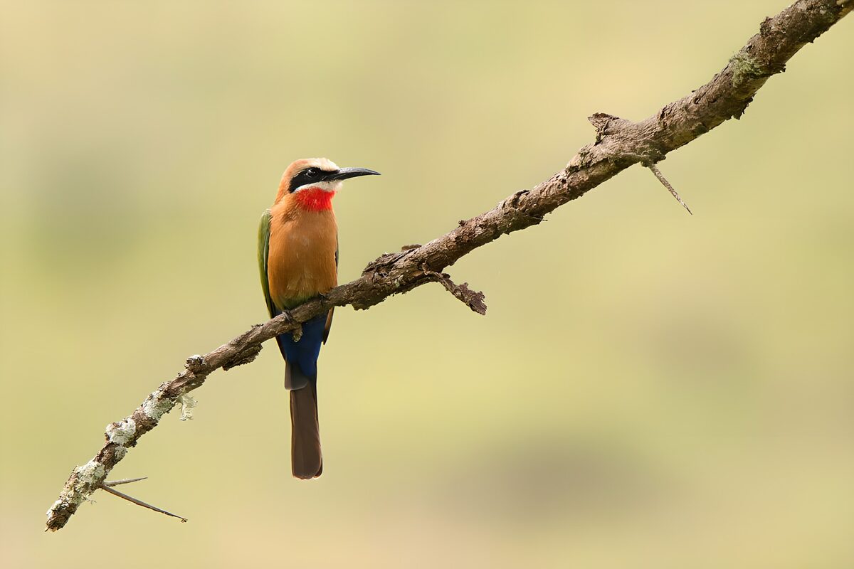 TPFR40836: Un Bel Oiseau sur une Branche