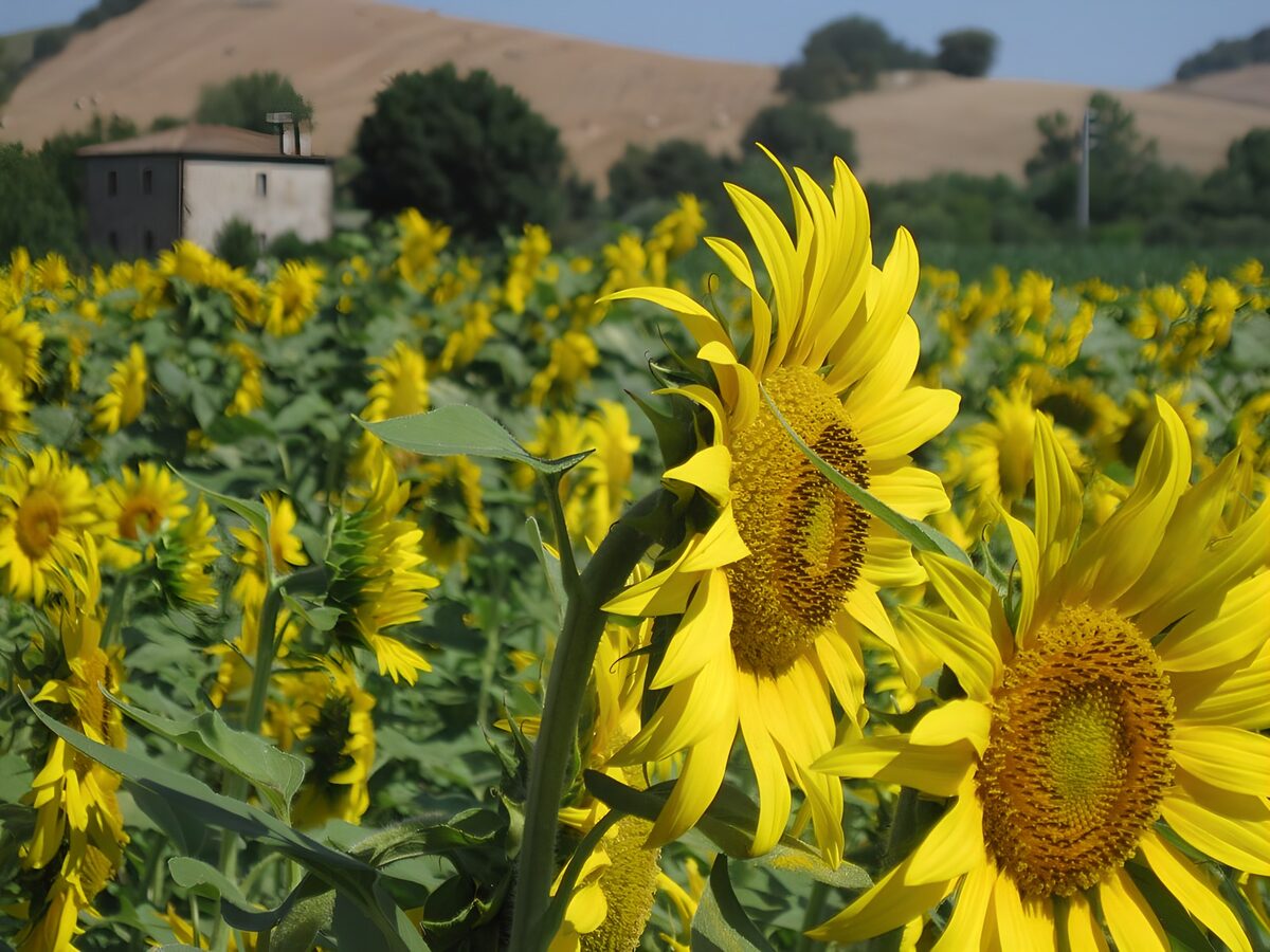 TPFR69223: Champs de tournesols en pleine floraison