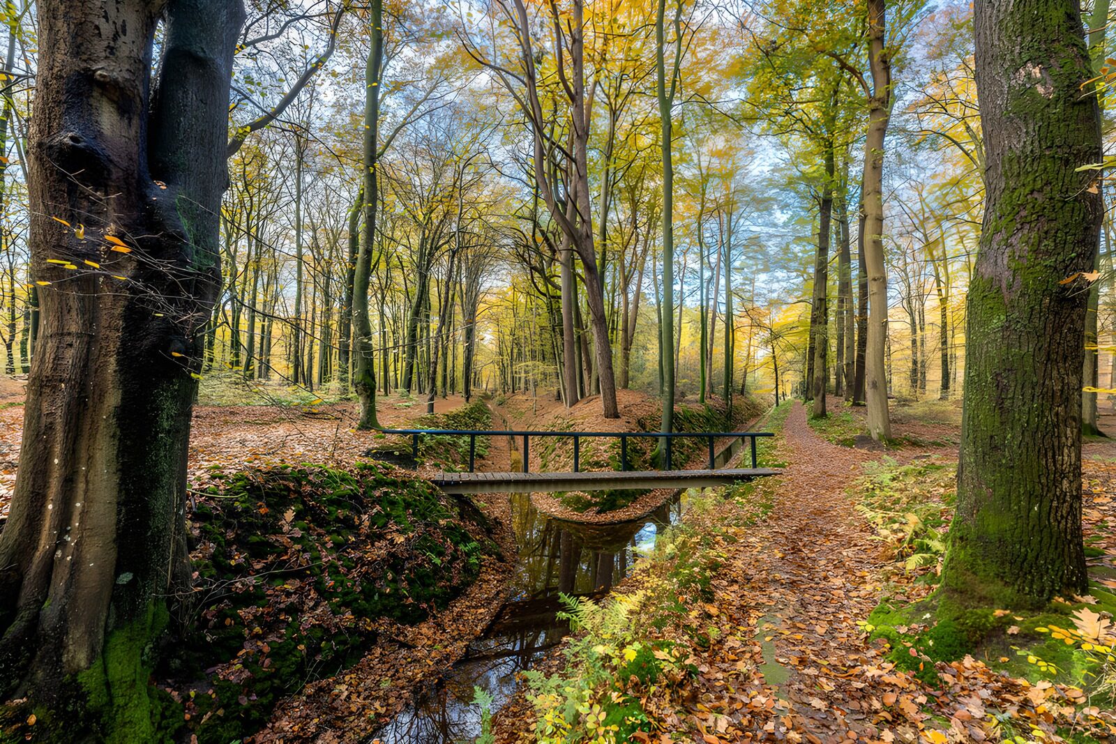 TPFR33281: Sentier enchanté en forêt d'automne