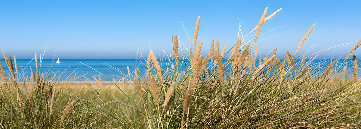 TPFR28519: Plage tranquille avec herbes dorées