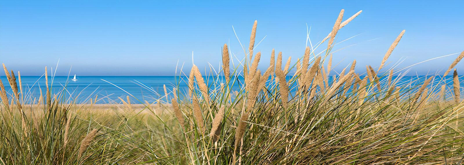 TPFR28519: Plage tranquille avec herbes dorées