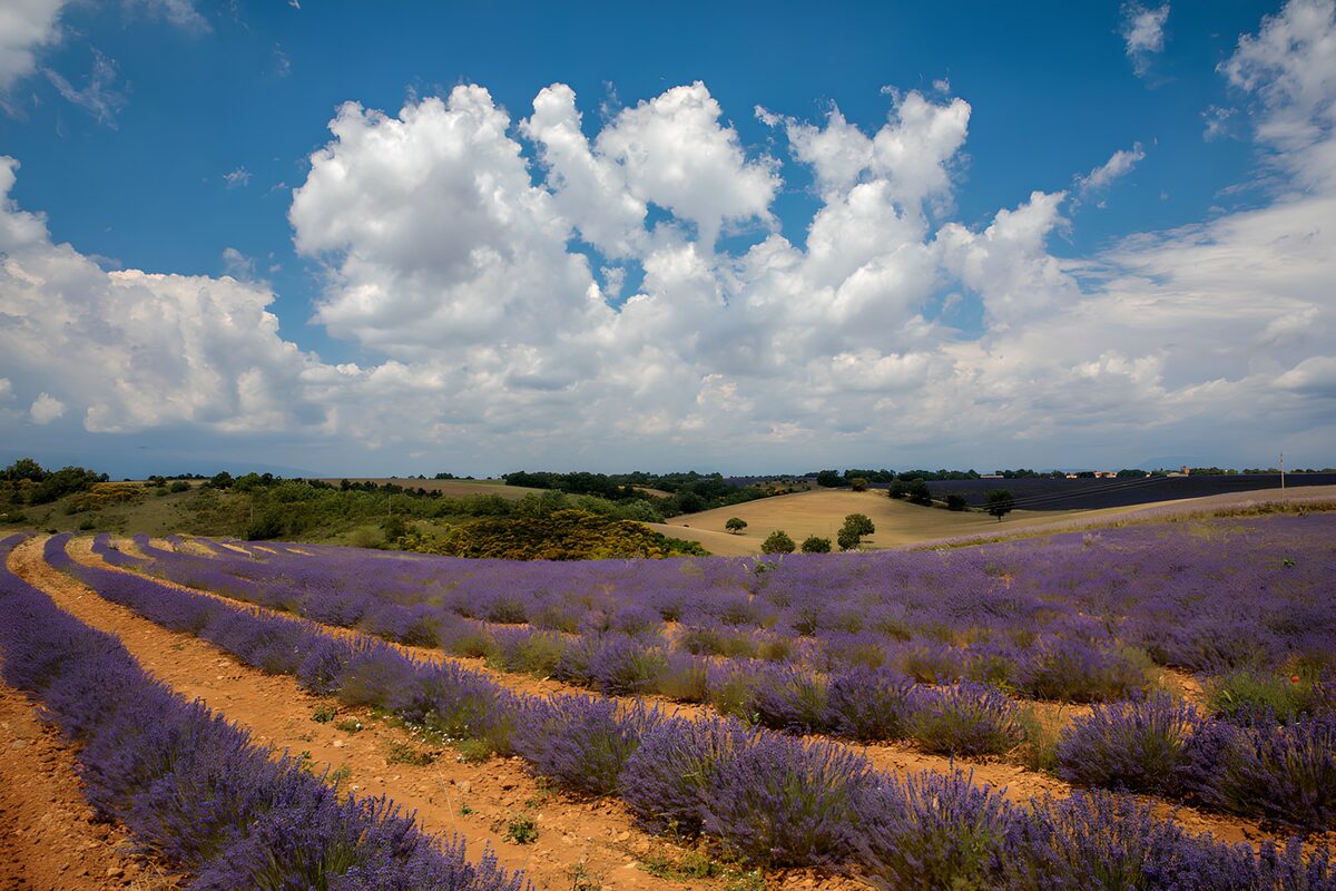 TPFR33396: Champs de lavande en Provence
