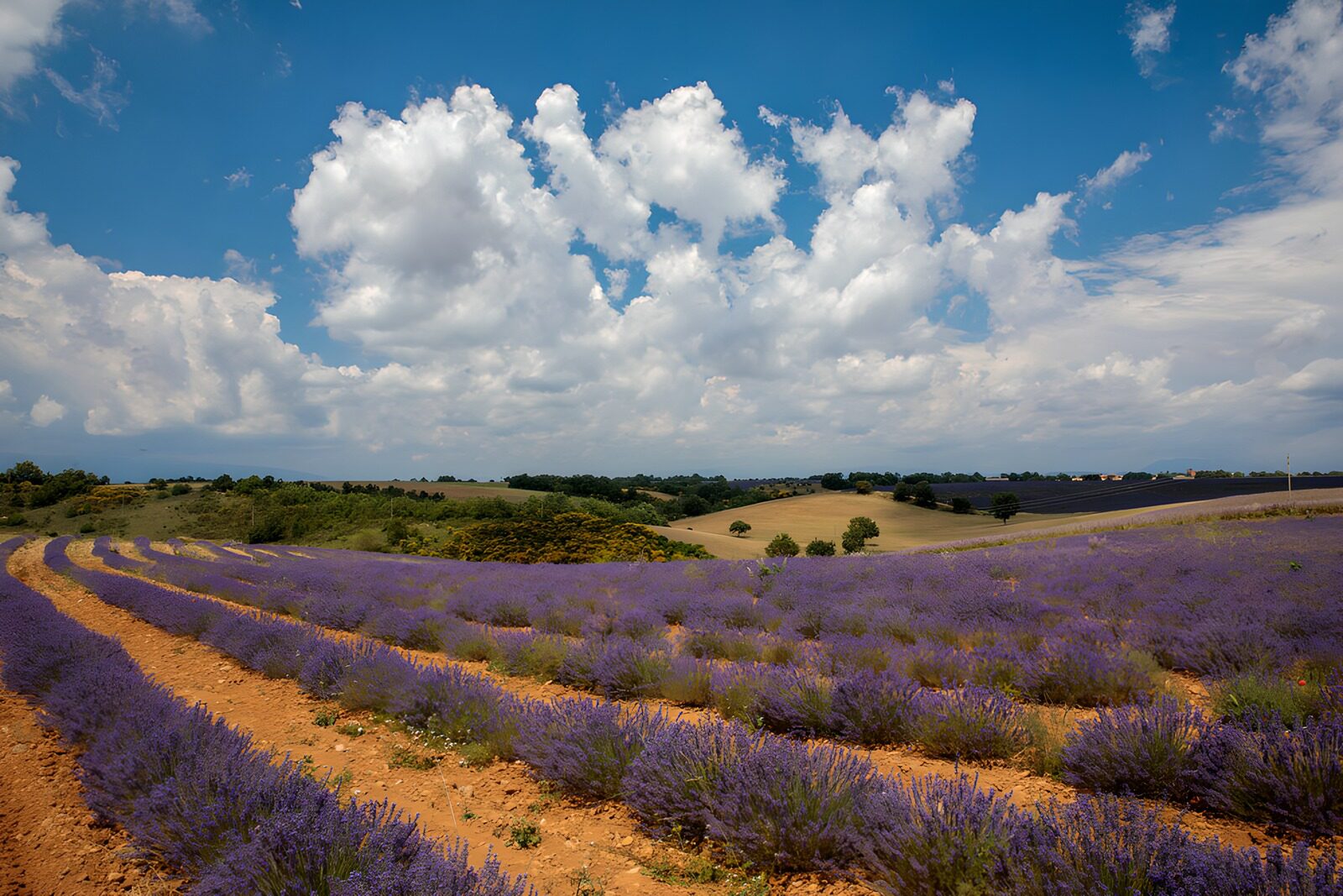 TPFR33396: Champs de lavande en Provence