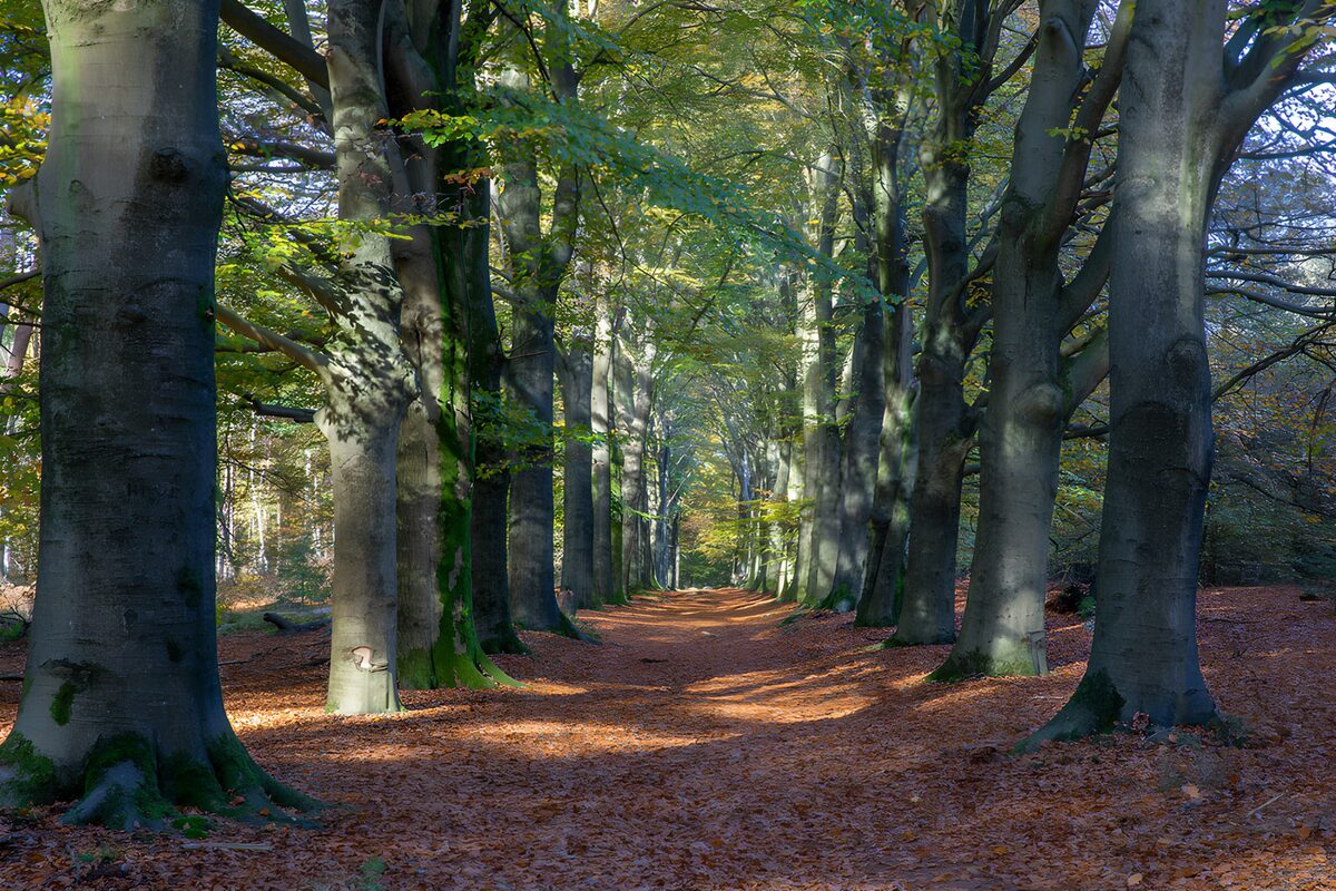 Promenade au cœur des arbres majestueux
